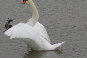 Mute Swan